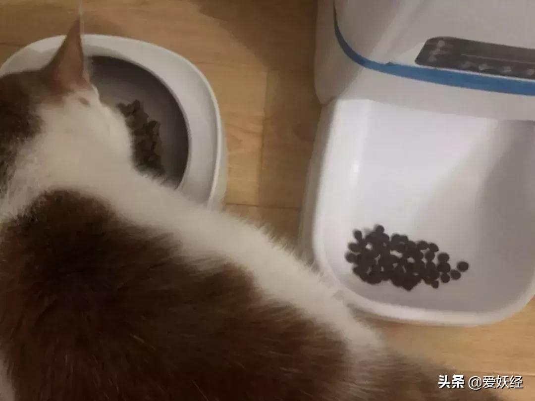 lorde全价猫粮,lorde猫粮值不值得购买