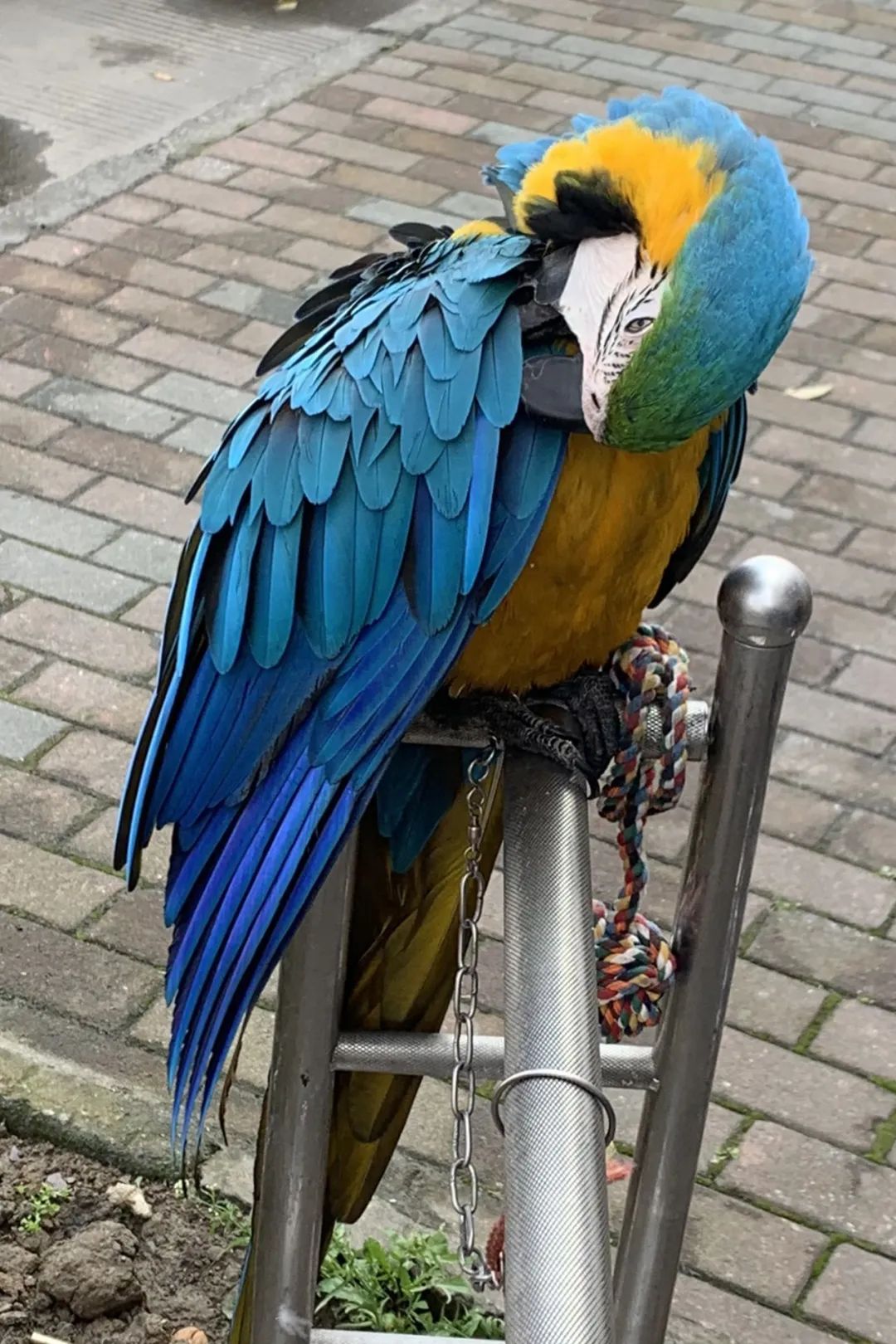 男子花250元买两只鸟当宠物,男子花9000买下三个初中女孩