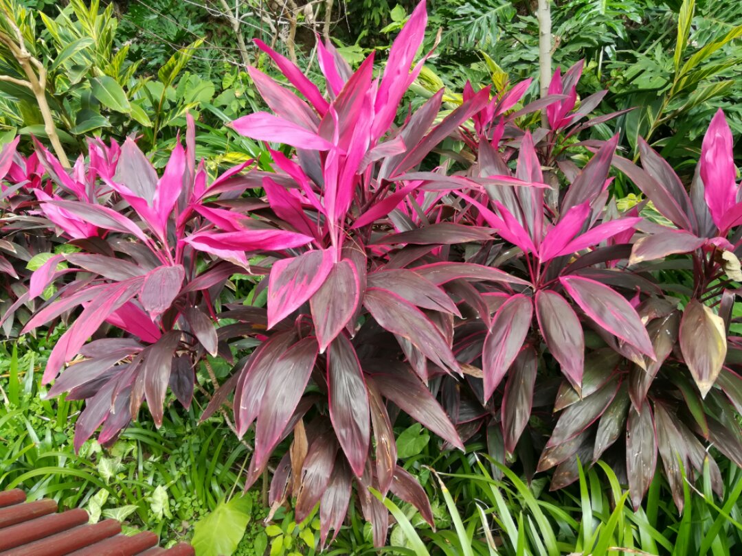 青秀山奇幻之旅,南宁2022奇妙之旅