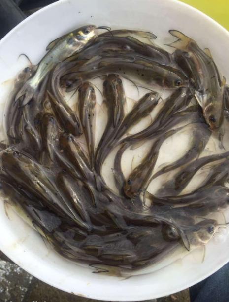 湖北斑点叉尾鮰养殖,斑点叉尾鮰工厂化高密度养殖