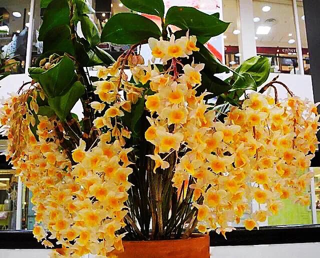 球花石斛珍稀图片,石斛球花品种大全