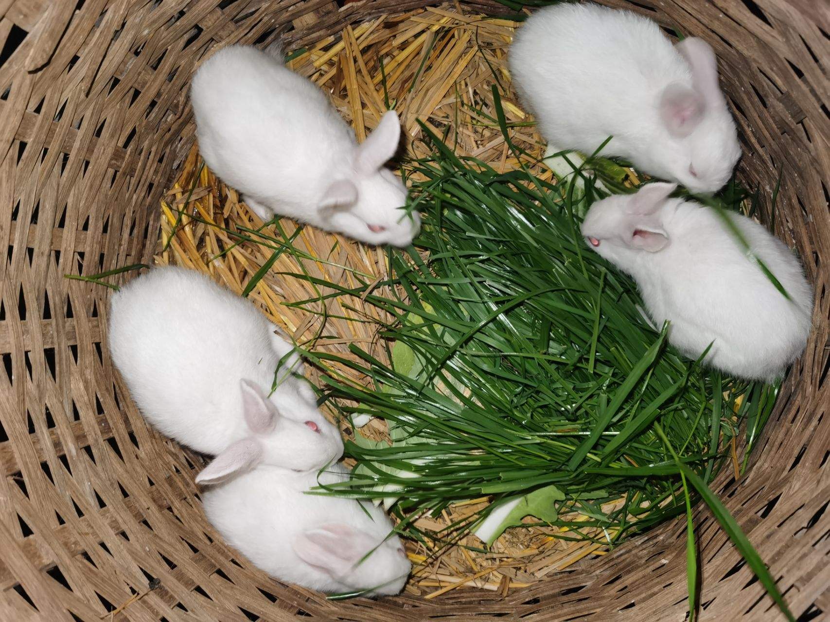 澳洲兔子吃什么好,澳洲兔子吃了什么