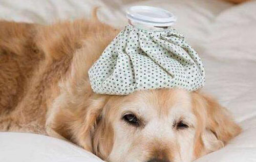 四个月的狗狗感冒,四个月的狗感染病