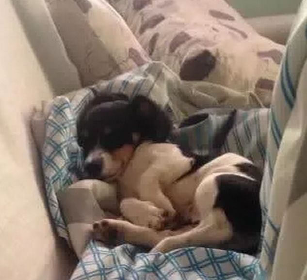 狗子感受到人类胎动,狗趴在主人肚子上听到胎动