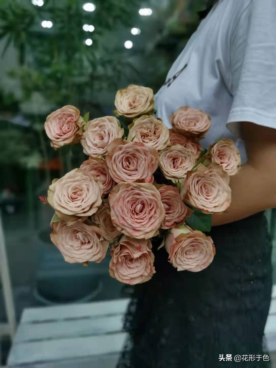 玫瑰花品鉴介绍,带你认识玫瑰品种