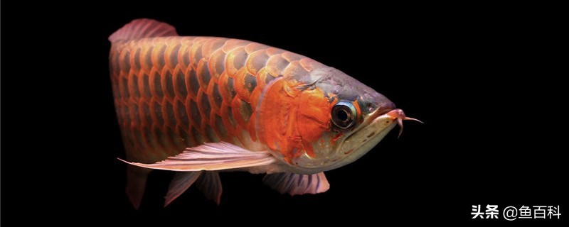 雄性龙鱼孵小鱼不会饿死吗,龙鱼一个月不吃食用什么药