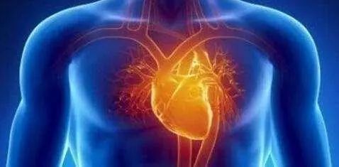 糖皮质激素对促甲状腺激素的影响,甲状腺激素对人体各方面的影响