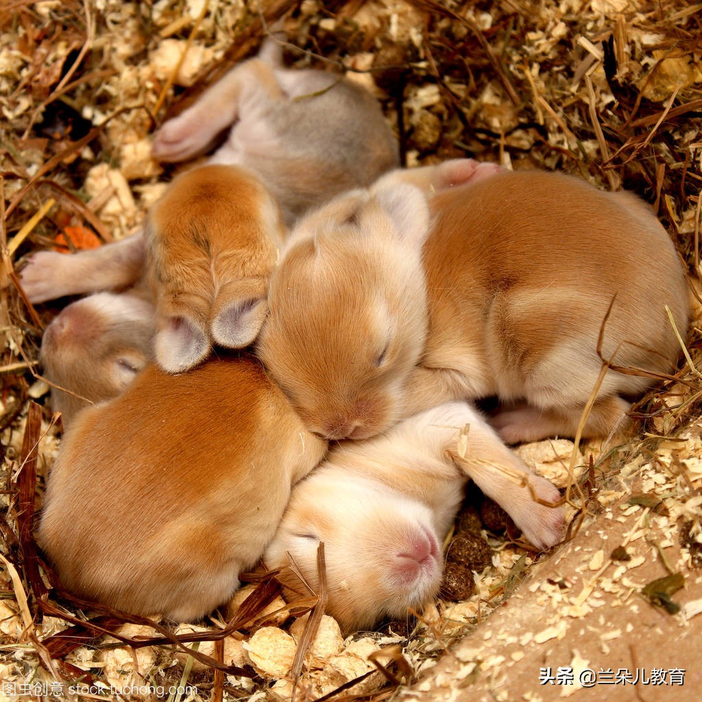 怎么样才能正确的给孩子说性教育,对儿童性教育的要求