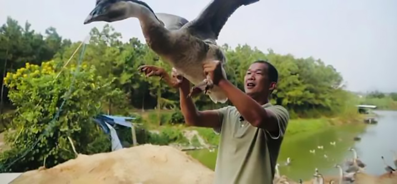 创业养鹅投资700万,年轻的回乡创业者养鹅