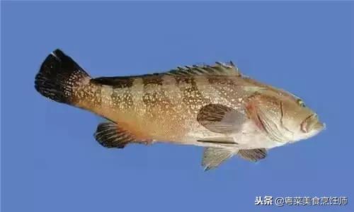 名贵海鲜干货有哪些品种,名贵海鲜水产品种类