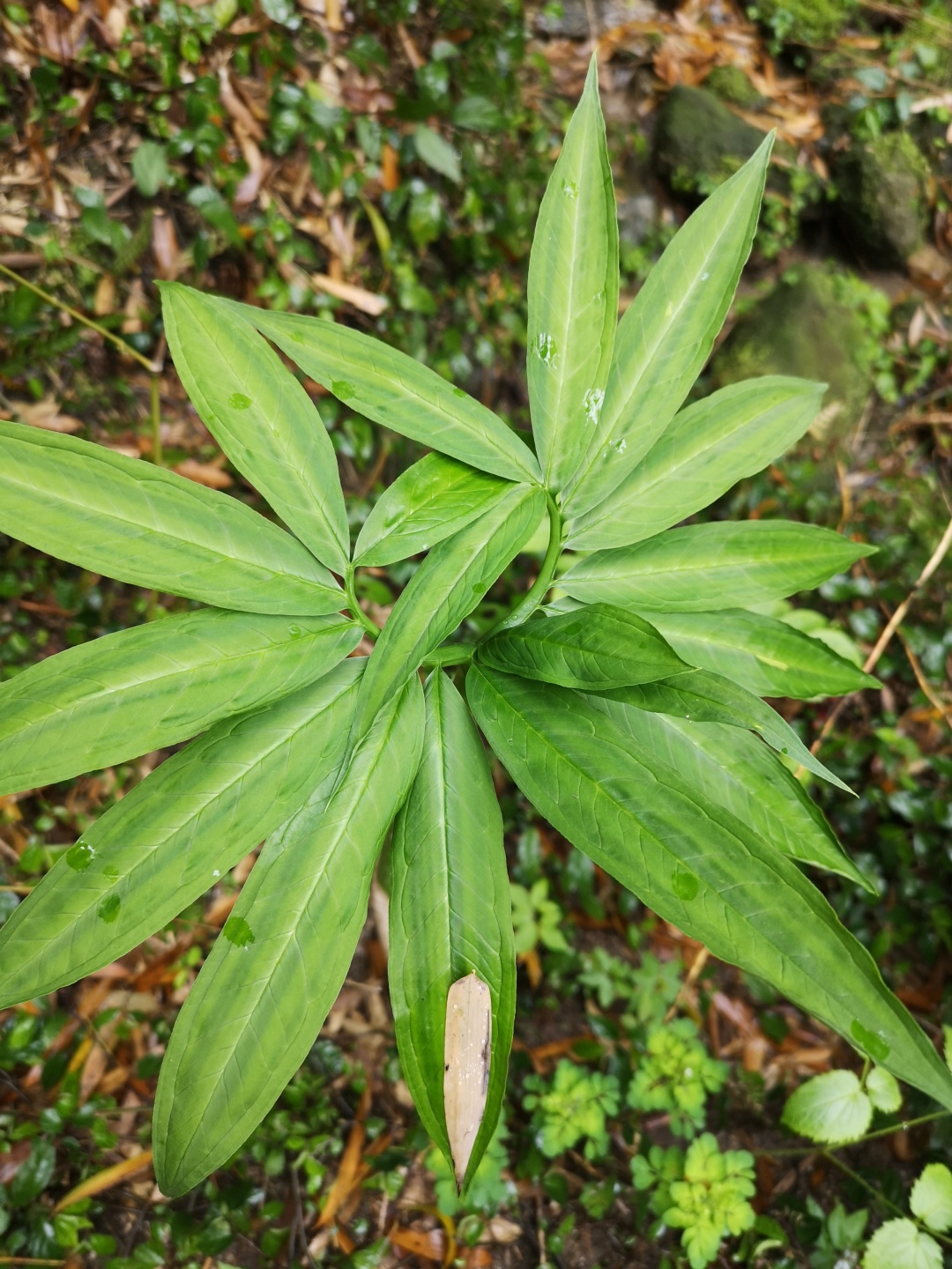 竹林深处探宝——只为了那一棵黄精