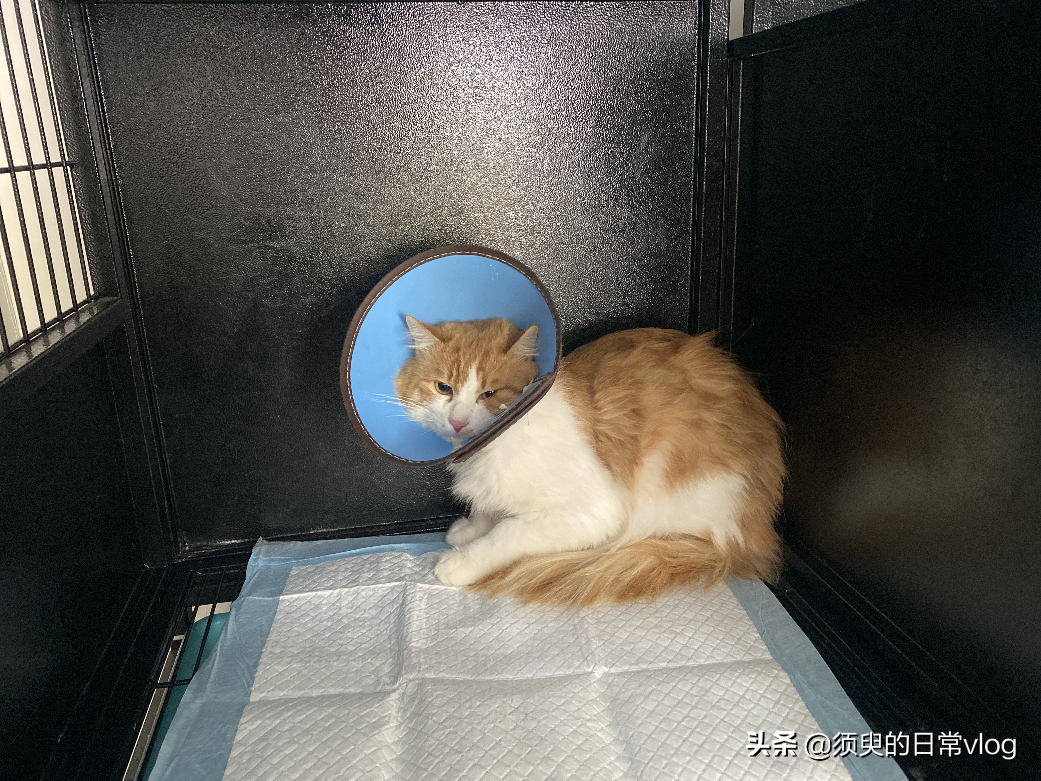 猫瘟救助过程全记录，献给需要帮助的猫奴们