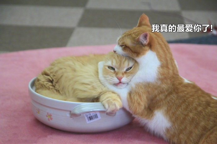 放下了七情六欲戴上金箍才能救你,带上金箍就不能有七情六欲了