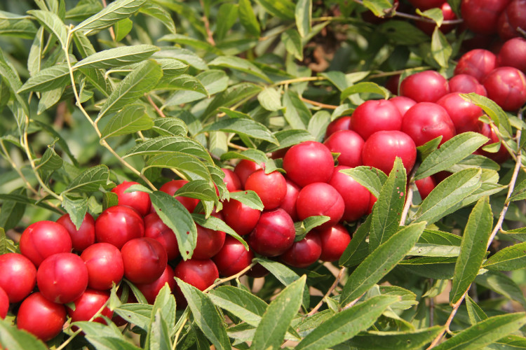 骨质疏松什么水果可以帮助补钙,骨质疏松吃什么水果补钙最快最好