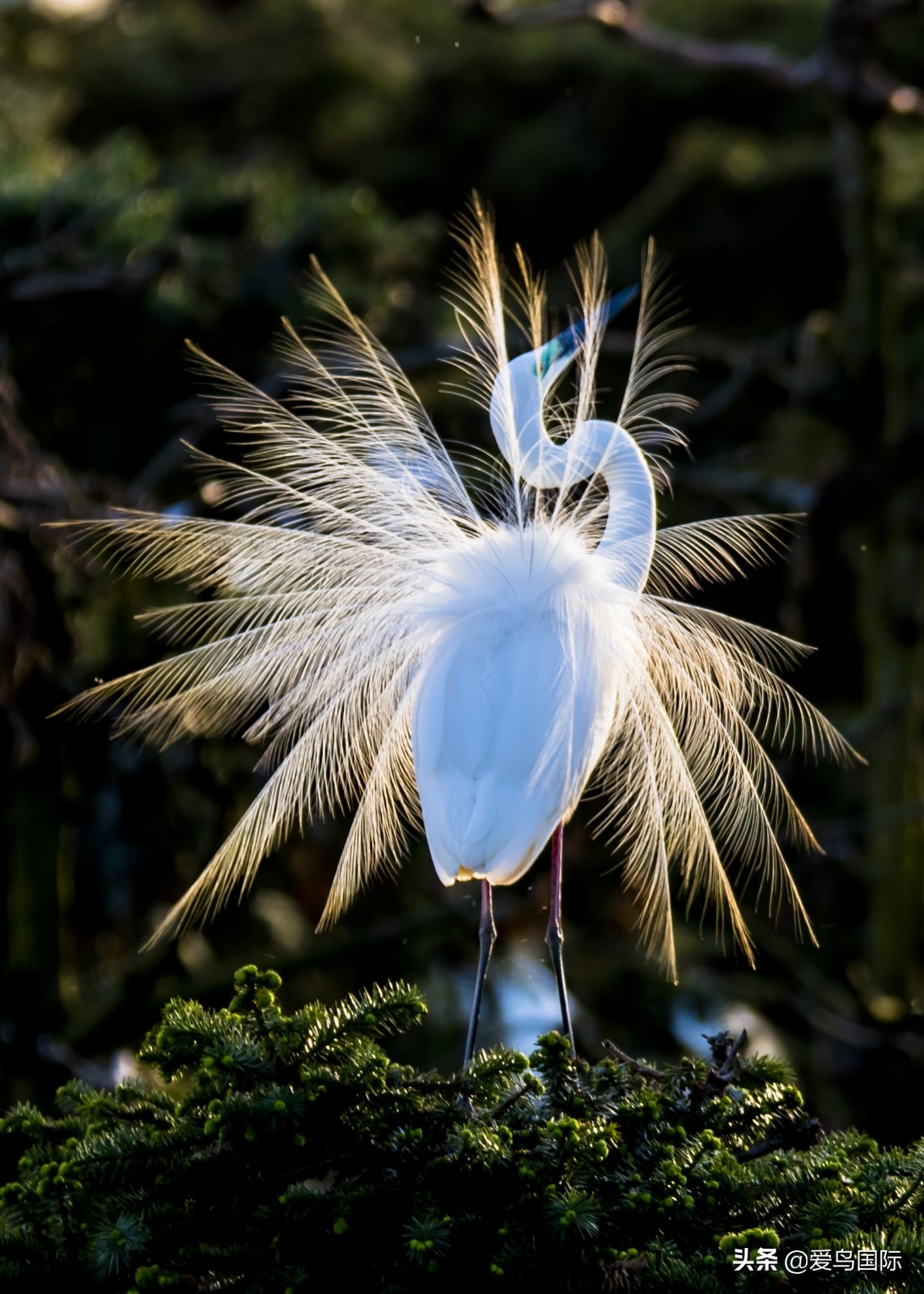 观鸟大年,观鸟大年免费