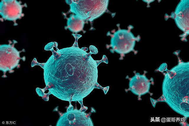 鸡瘟的防治,鸡瘟对养鸡人有害么