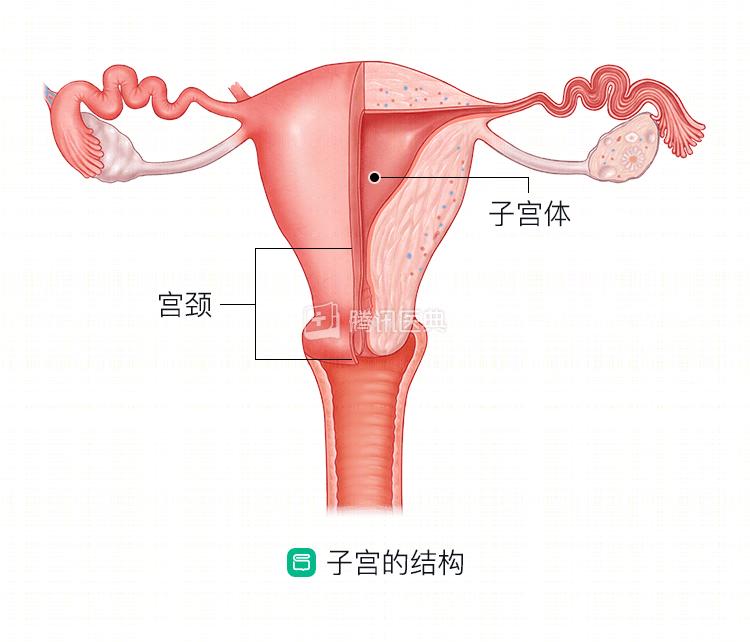 医生会把子宫拽出来吗,医生把子宫切除