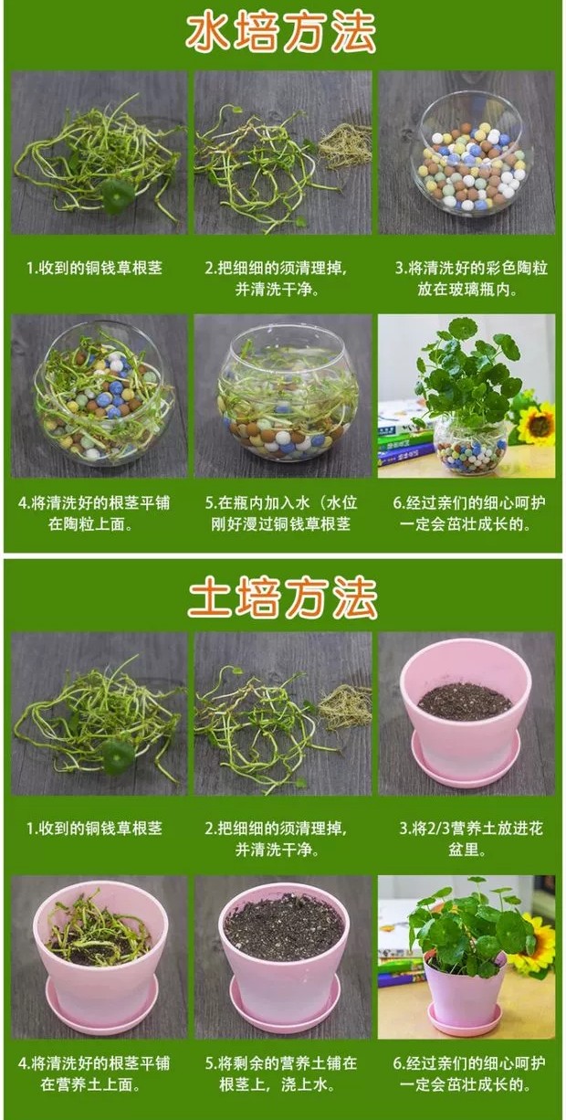 18种好养、好看、寓意超好的新家盆栽，总有一款你喜欢