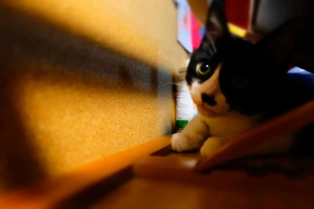 不让人省心的生肖,不让人省心的奶粉