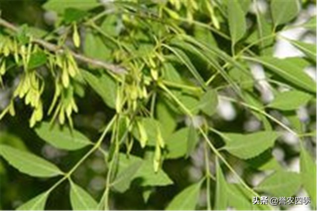 丛生白蜡栽植技术,兰州小叶白蜡种植