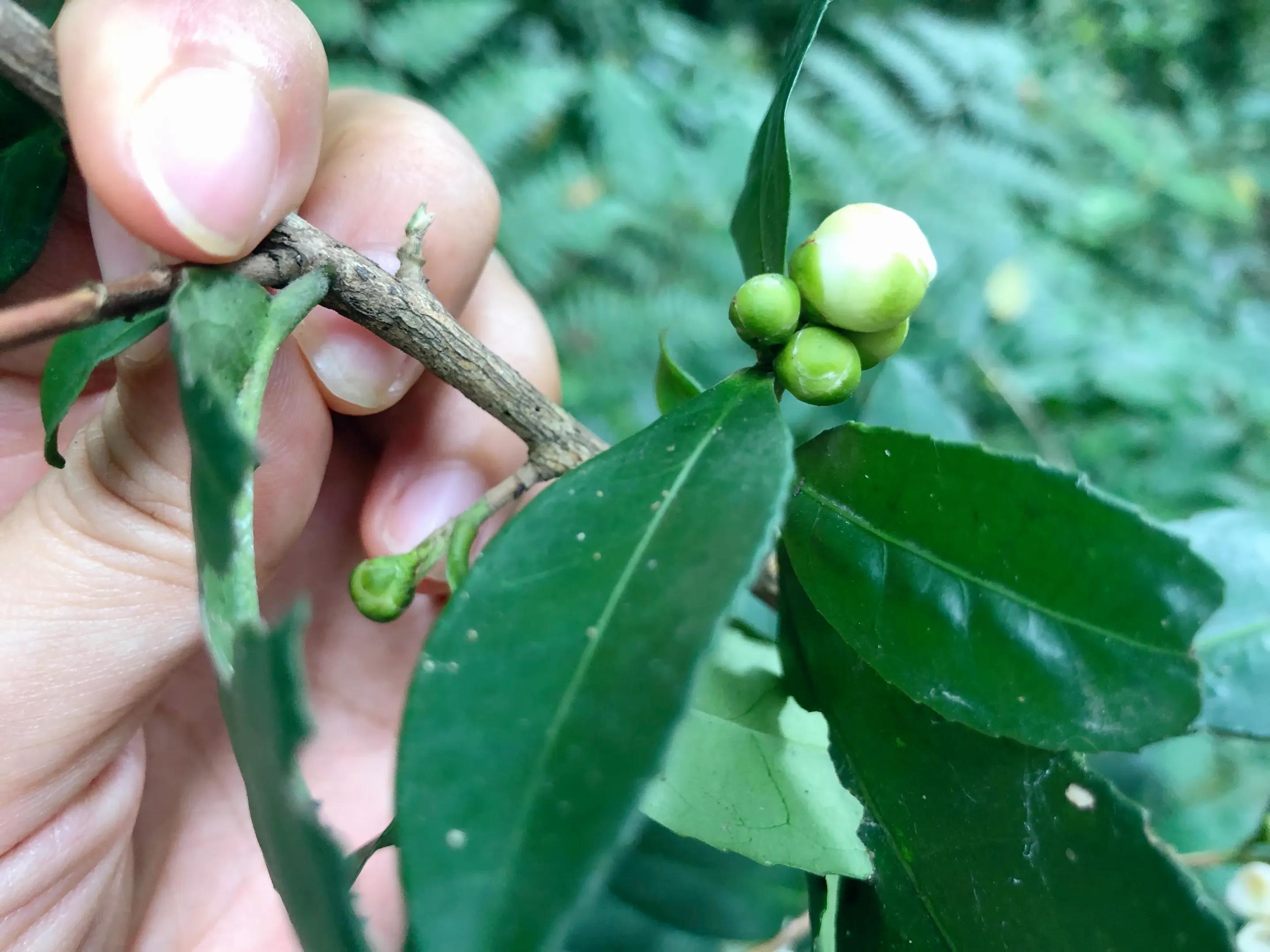 娣卞北鑰佹灄閲庤彍妞嶇墿,鍘诲璁垮北闂寸殑閲庣敓鏈崏妞嶇墿