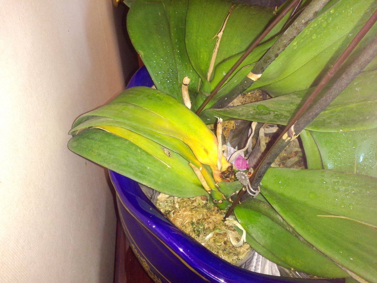 蝴蝶兰叶子发黄原因和处理方法,蝴蝶兰叶子发黄的处理方法