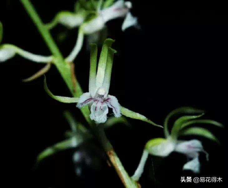 荷瓣兰最好的兰花品种排行,腋唇兰和春兰的区别