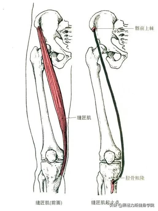健身腿部解剖动作讲解,健身训练及肌肉解剖图谱大全