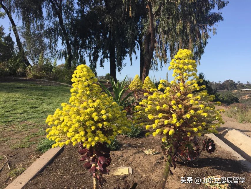 留学美国交学费,去美国留学钱怎么办