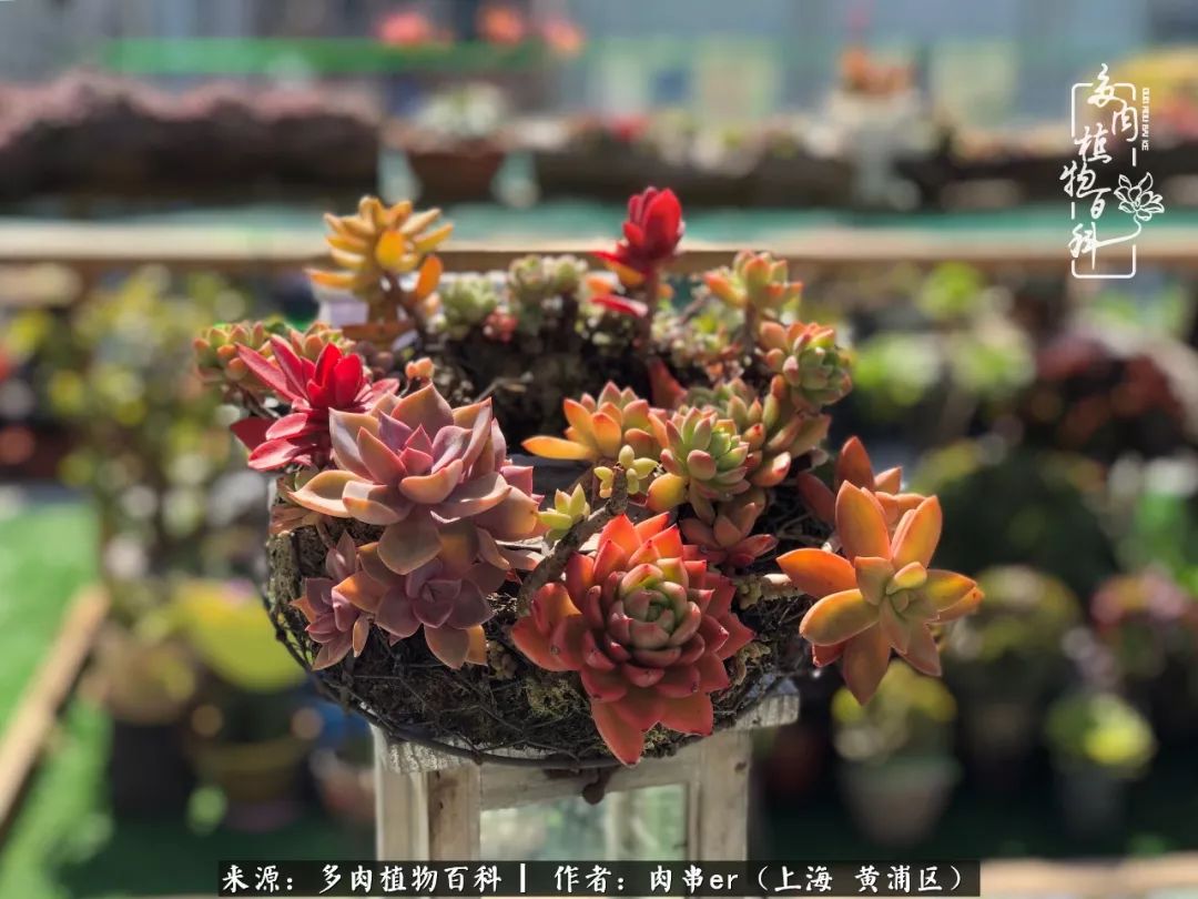 怎么用原相机拍多肉更好看,多肉怎么拍摄好看