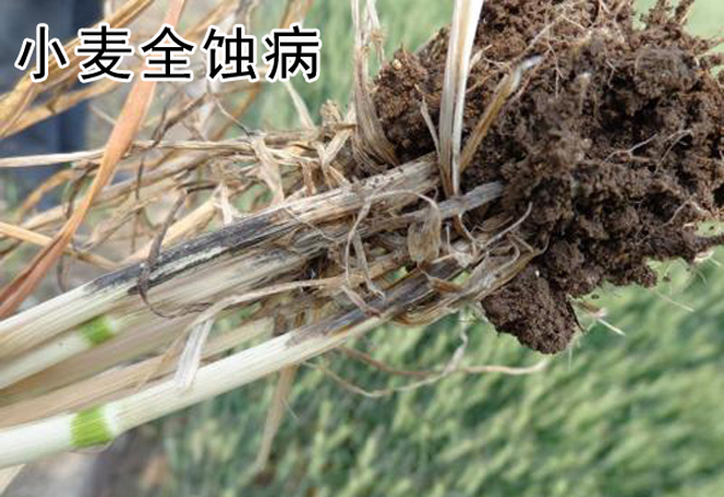 小麦出现白穗的原因有哪些？农民朋友该如何防治？