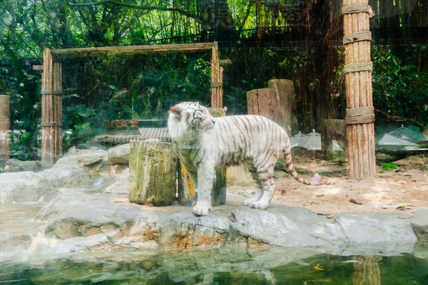 广州长隆旅游攻略自由行详细,广州长隆五一节3天2夜亲子游攻略