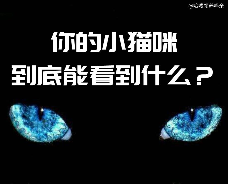 小猫咪能看懂别的猫咪照片吗,小猫咪在猫咪的眼里是什么样的