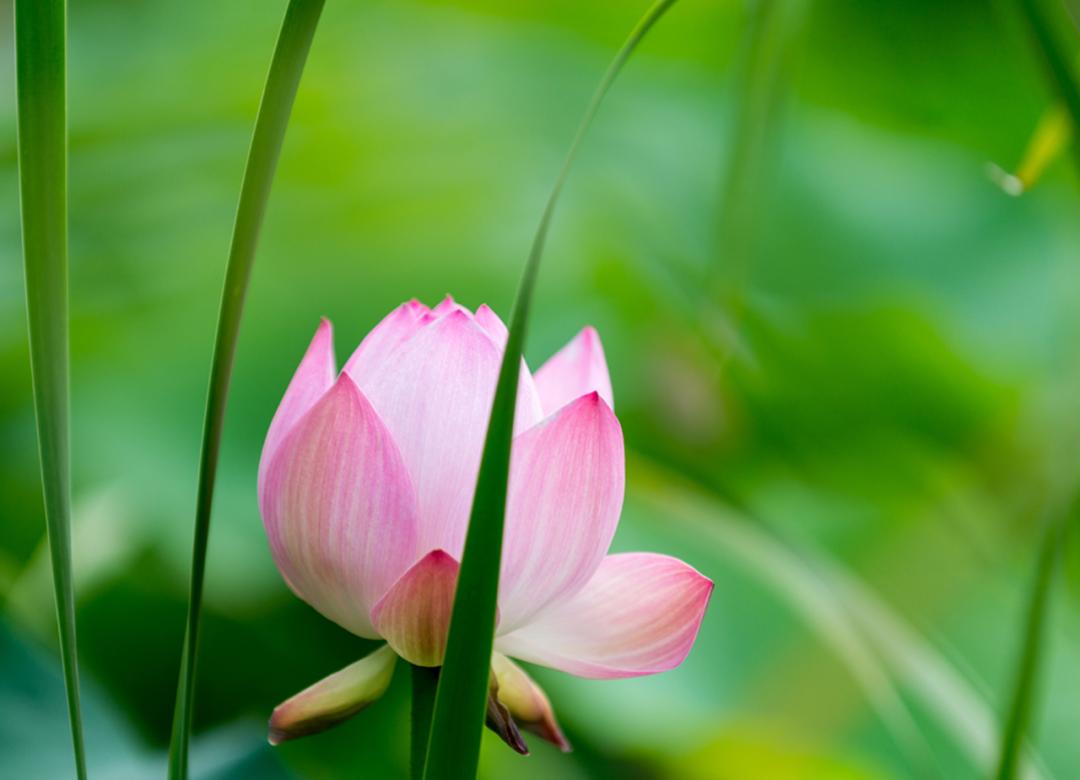 10句描写荷花的经典古诗词,描写荷花的古诗句20首