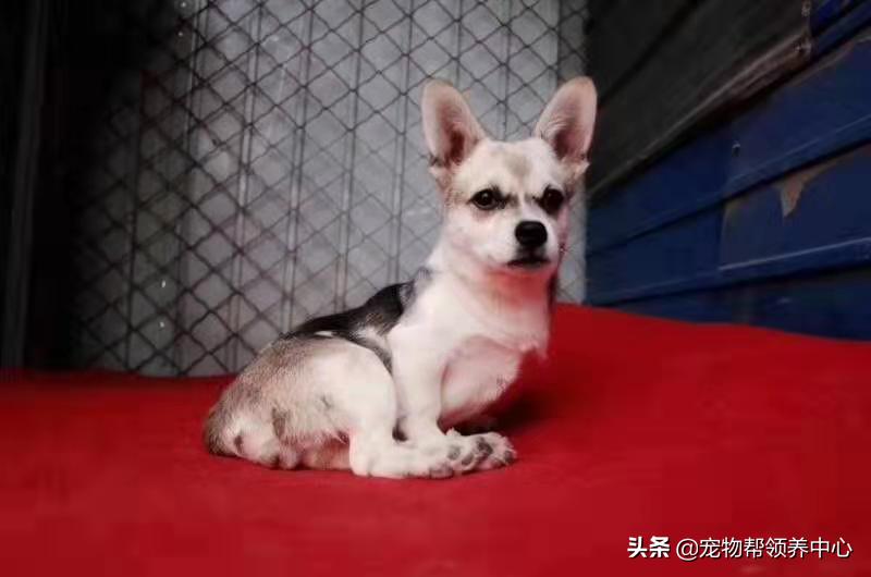 除夕,身上恶臭的萨摩耶在家门口流浪:为什么要抛弃我?