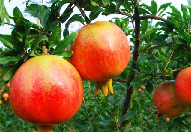 自己种的石榴太酸怎么变甜,怎么种石榴比较甜