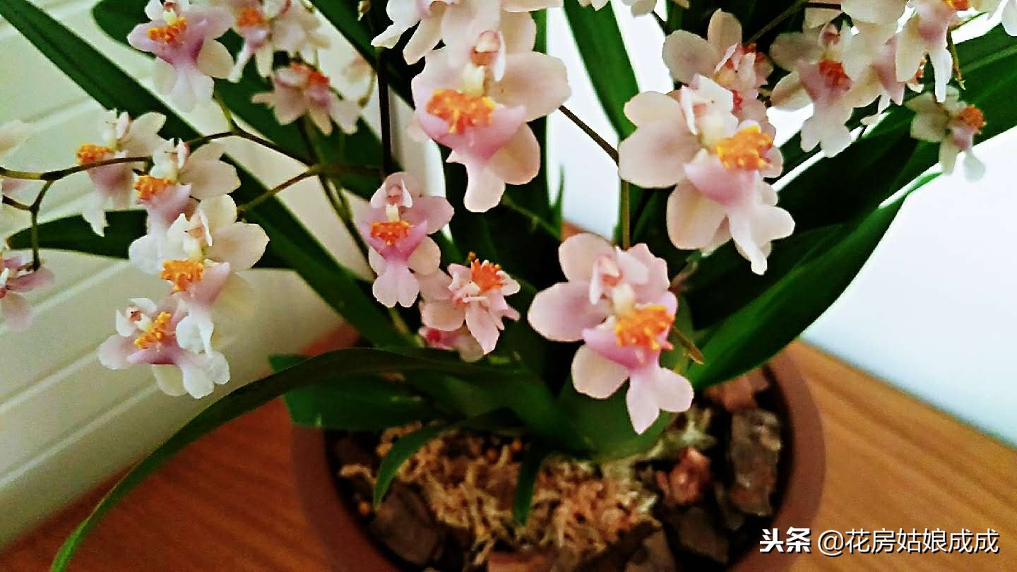 比较好养的兰花种类,什么兰花最好养又香又好看