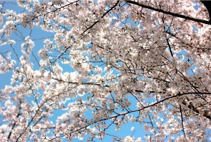 世界最大的樱花园,世界最大的樱花园在贵州吗