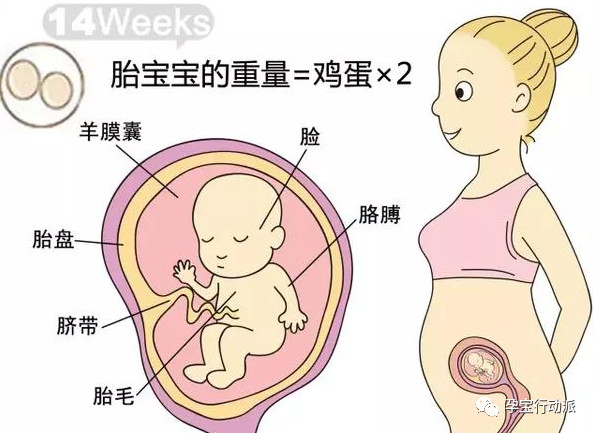 孕期周刊第93周,孕期周刊27周