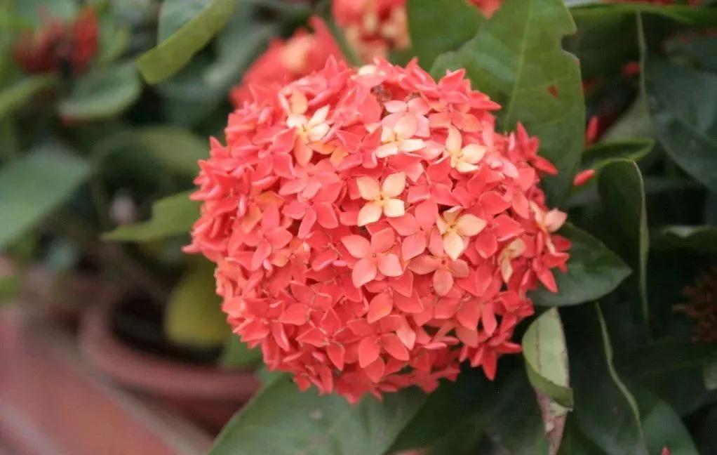 世界各国的国花集锦,英国国花世界各国的国花