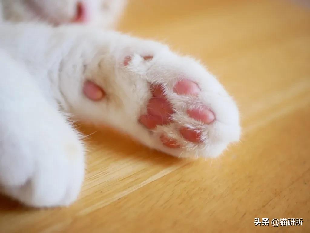 猫咪也有汗臭味儿吗？爱闻人类出汗的腋下又是为什么？