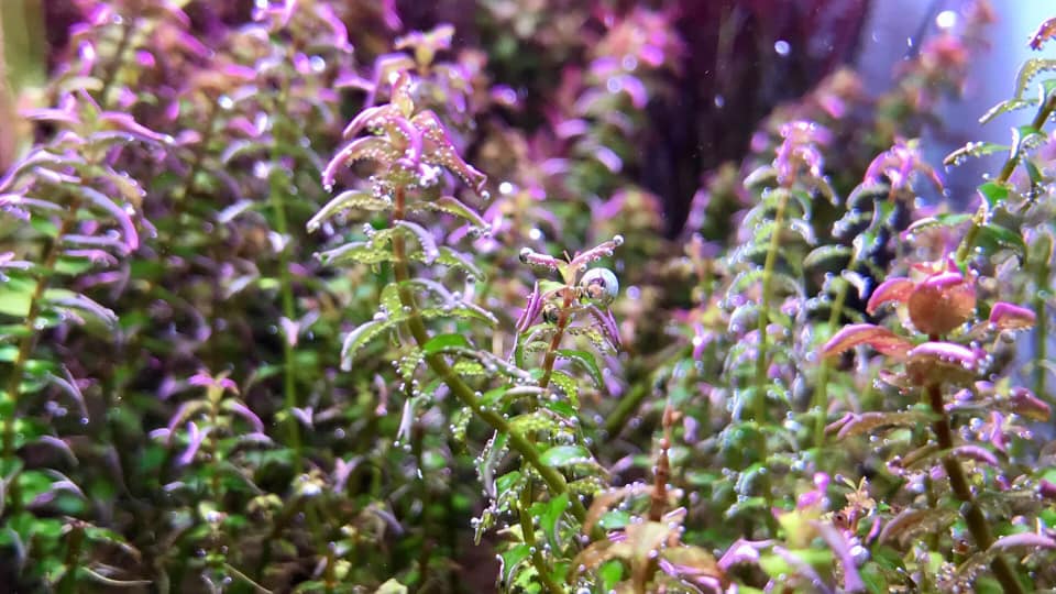 没有灯的鱼缸可以养水草吗,水草缸造景可以不用灯吗