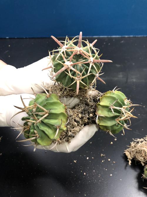 禁止出境的物品有哪些,日本入境禁止携带物品有哪些