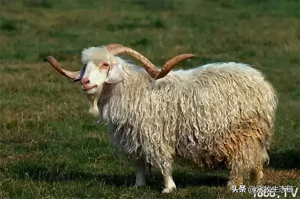 世界上最好的羊是哪个羊,世界最好的羊排名前十