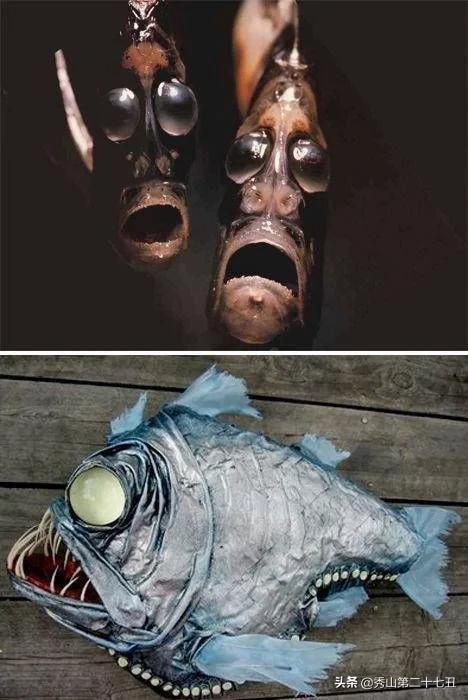 最强节肢动物排行榜,攻击力最强的十种节肢动物