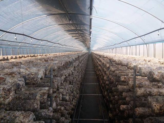 在家种蘑菇菌包靠谱吗,家种蘑菇菌包