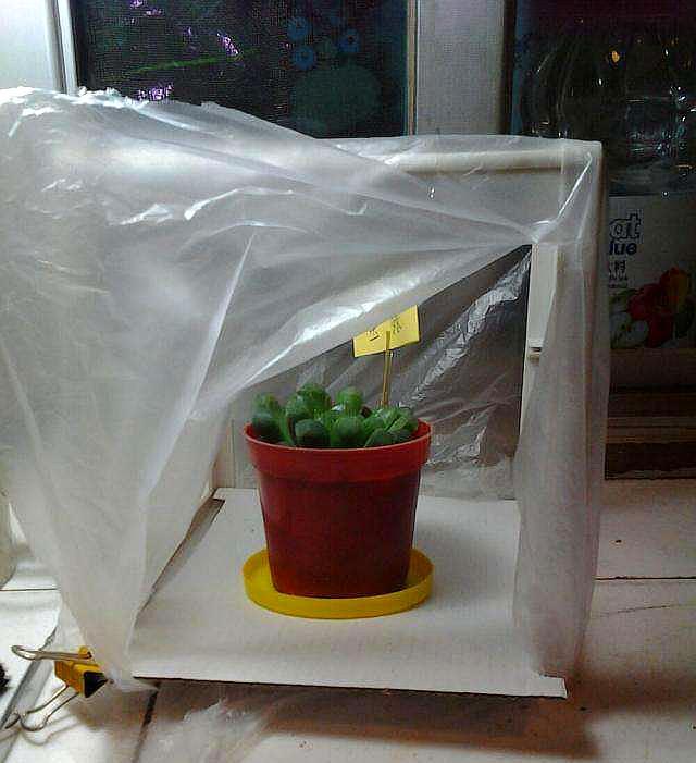 富贵竹冬天怎么防止冻死,冬天富贵竹被冻死怎么补救