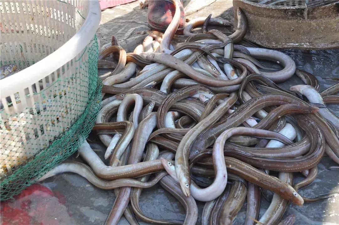 青岛开海了新鲜肥美的海鲜已上市,青岛开海红岛海鲜八大关