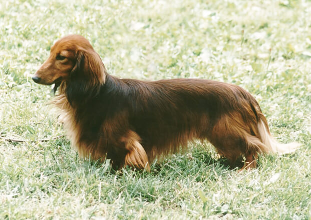 人类*亲近**不能繁殖，为什么却让狗“回交”？甚至品种越纯越好？