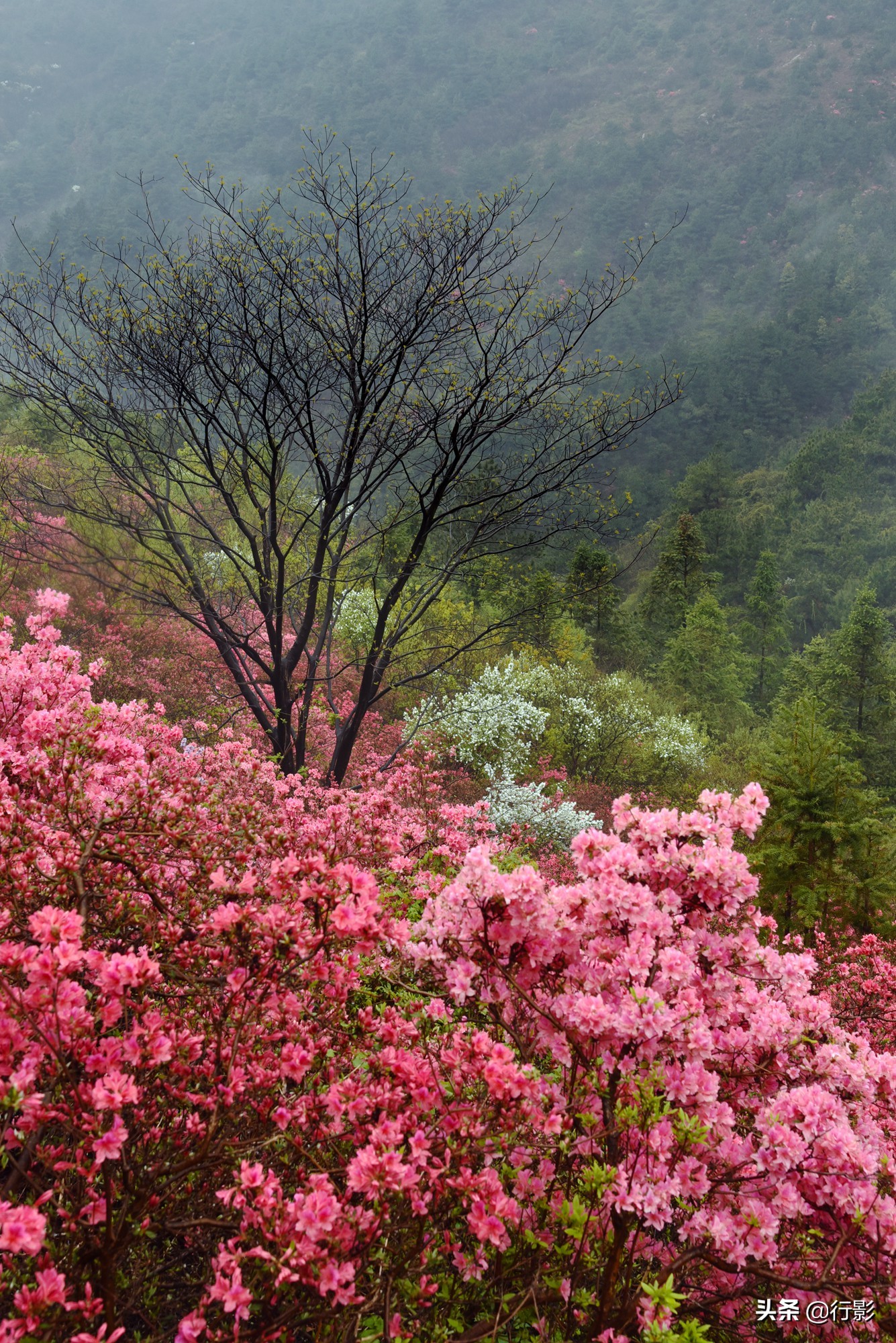 云雾山武汉,武汉汉口北打卡网红景点